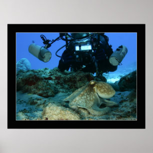 Póster Mark y el pulpo