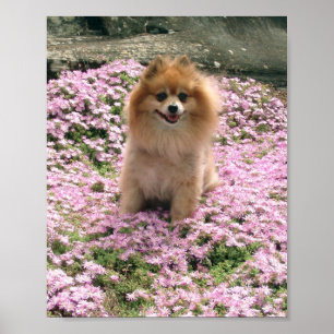 Póster Marley con rosa florece el poster