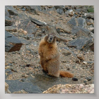 Póster Marmot de barriga amarilla
