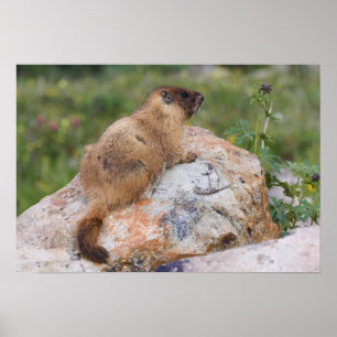 Póster Marmot de barriga amarilla, Marmota flaviventris,