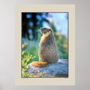 Póster Marmot en Boulder - Sierra Nevadas California