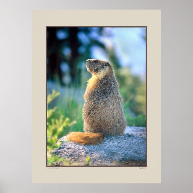 Póster Marmot en Boulder - Sierra Nevadas California (Frente)