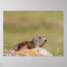 Póster Marmot en Gran Paradiso Park Poster