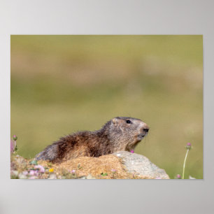 Póster Marmot en Gran Paradiso Park Poster