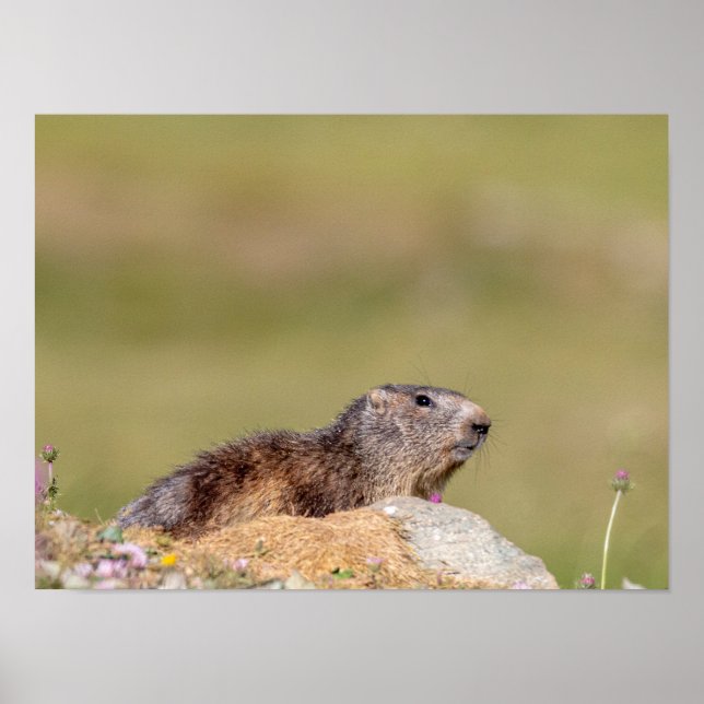 Póster Marmot en Gran Paradiso Park Poster (Frente)