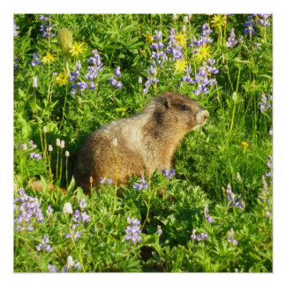 Póster Marmot en Mont Rainier Wildflowers