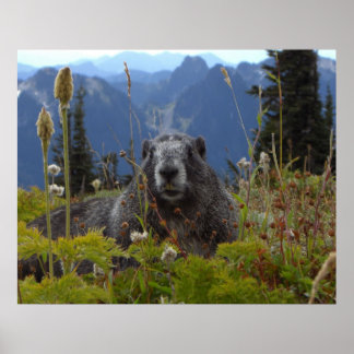 Póster Marmot In Paradise