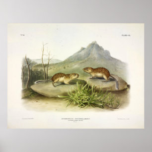 Póster Marmot-Squirrel californiano, plaza terrestre mexi