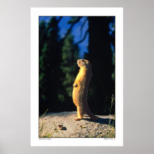 Póster Marmot Sun Salute