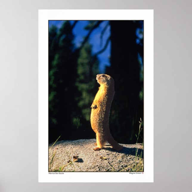 Póster Marmot Sun Salute (Frente)