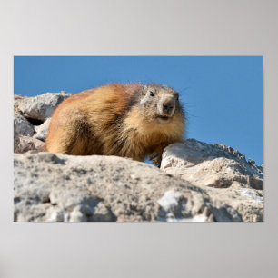 Póster Marmota alpina en roca