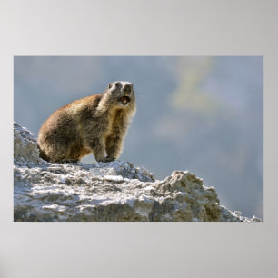 Póster Marmota alpina en roca