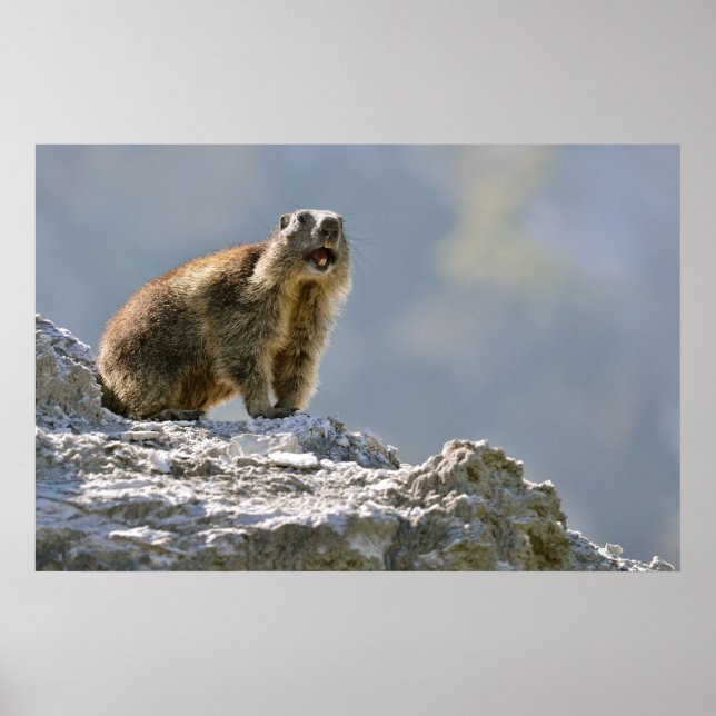 Póster Marmota alpina en roca (Frente)