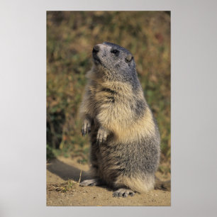 Póster Marmota alpina, marmota marmota, adulto de pie