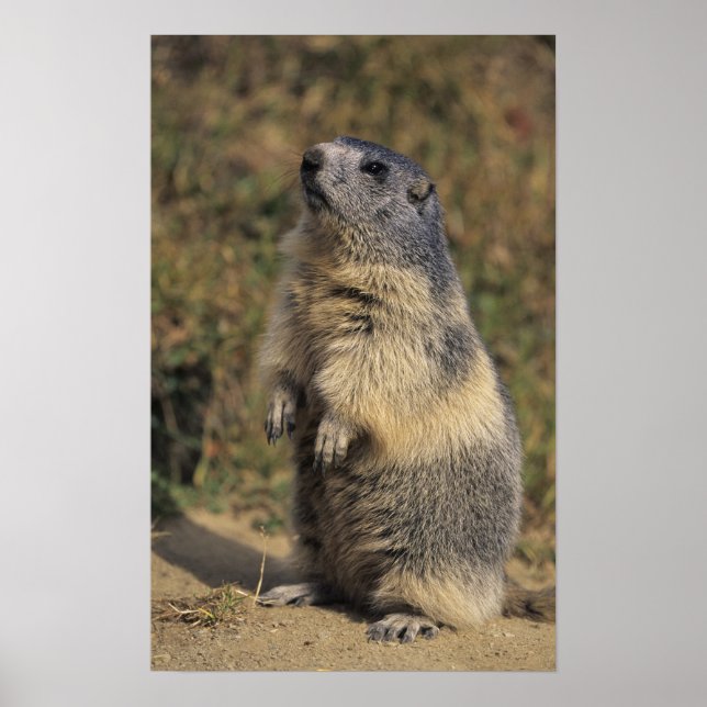Póster Marmota alpina, marmota marmota, adulto de pie (Frente)