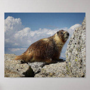 Póster Marmota amarilla
