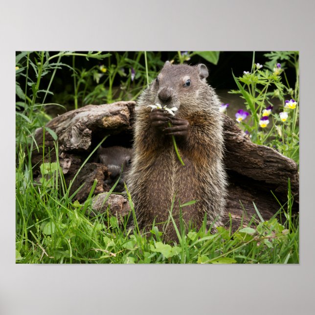 Póster Marmota comiendo una flor (Frente)