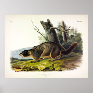 Póster Marmota de barriga amarilla, Rock Chuck por Audubo