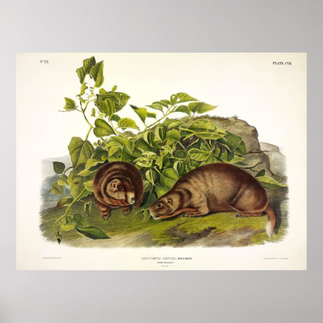 Póster Marmota de Lewis, marmota de barriga amarilla de A (Frente)