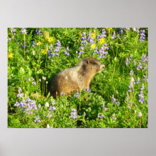 Póster Marmota en flores silvestres del Monte Rainier