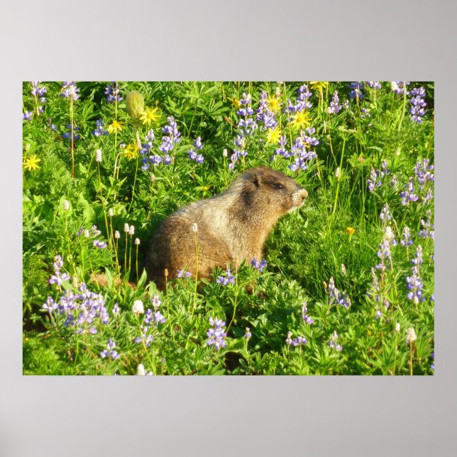 Póster Marmota en flores silvestres del Monte Rainier (Frente)