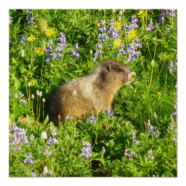 Póster Marmota en flores silvestres del Monte Rainier (Anverso)