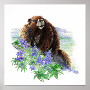 Póster Marmota en peligro de la isla de Vancouver