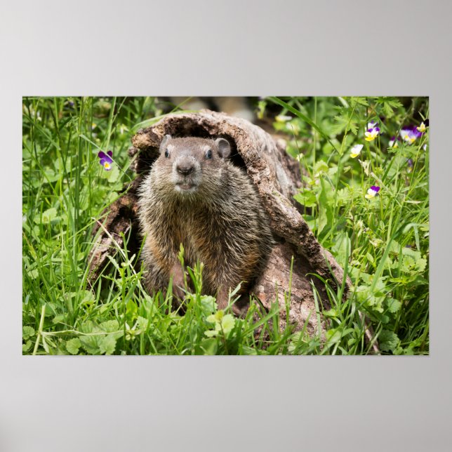 Póster Marmota en un tronco hueco (Frente)