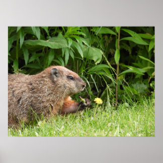 Póster Marmota / Marmota sosteniendo un diente de león