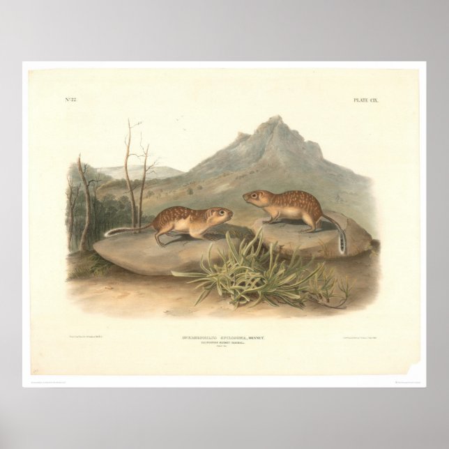 Póster Marmots de California por Audubon (0184A)