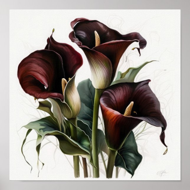 Póster Maroon Calla Lilies Lily Flor Art Print Poster (Frente)