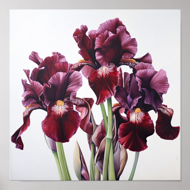 Póster Maroon Irises Flower Art Print Poster (Frente)