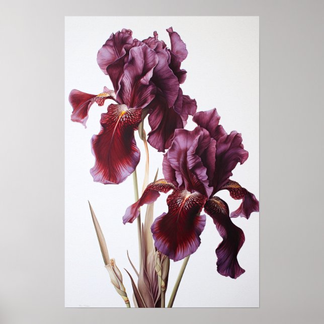 Póster Maroon Irises Flower Art Print Poster (Frente)
