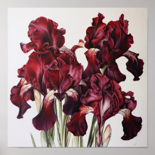 Póster Maroon Irises Flower Art Print Poster