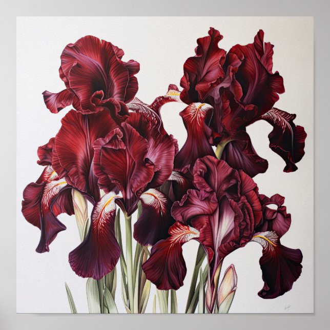 Póster Maroon Irises Flower Art Print Poster (Frente)