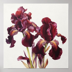 Póster Maroon Irises Flower Art Print Poster