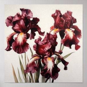 Póster Maroon Irises Flower Art Print Poster
