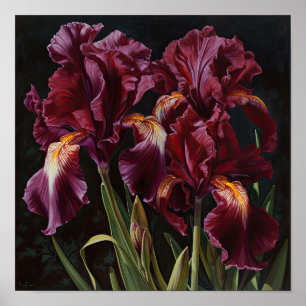 Póster Maroon Irises Flower Art Print Poster