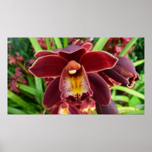 Póster Maroon Orchids I Beautiful Red Floral