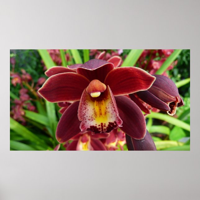 Póster Maroon Orchids I Beautiful Red Floral (Frente)
