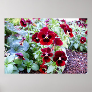Póster Maroon Pansies