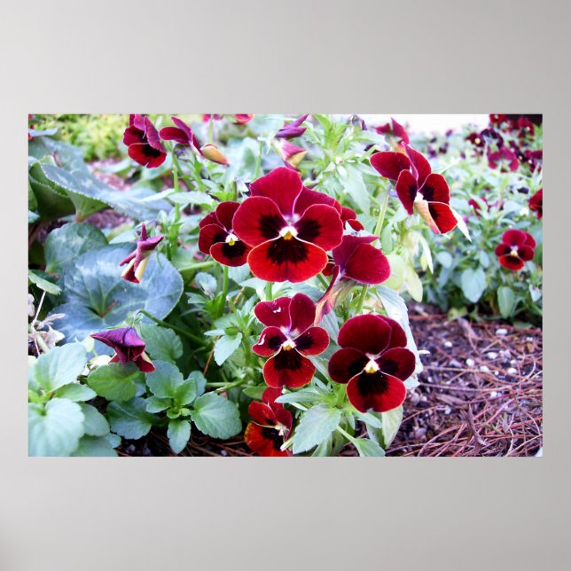 Póster Maroon Pansies (Frente)
