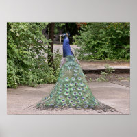 Marrano masculino hermoso