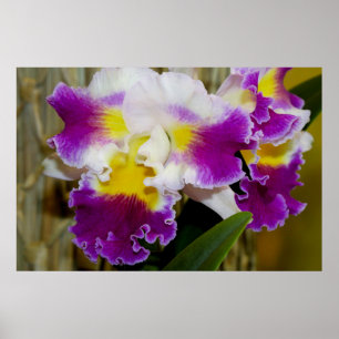 Póster Marrón amarillo y Poster de orquídeas blancas