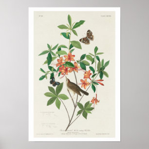 Póster Marrón encabezado Gusano comiendo Warbler por Audu