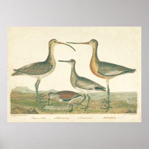 Póster Marsh Bird Curlew Snipe Birding
