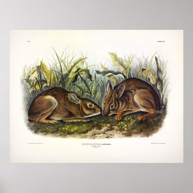 Póster Marsh Hare, Conejo de Marsh por Audubon (Frente)