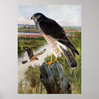 Póster Marsh Hawk