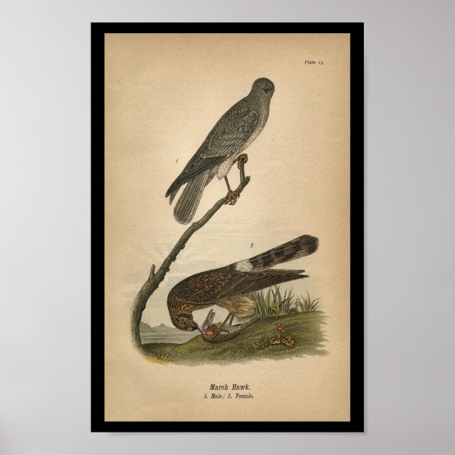 Póster Marsh Hawk impreso para aves de 1890 (Frente)