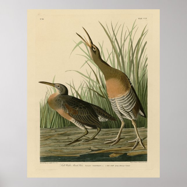 Póster Marsh Hen de agua salada - Aves de América de Audu (Frente)